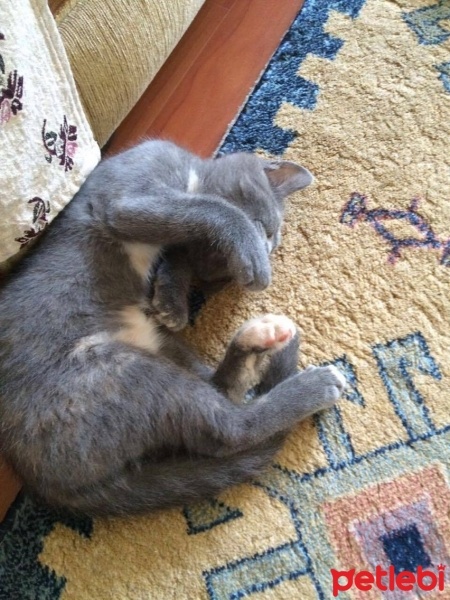 Tekir Kedi, Kedi  ponçik fotoğrafı