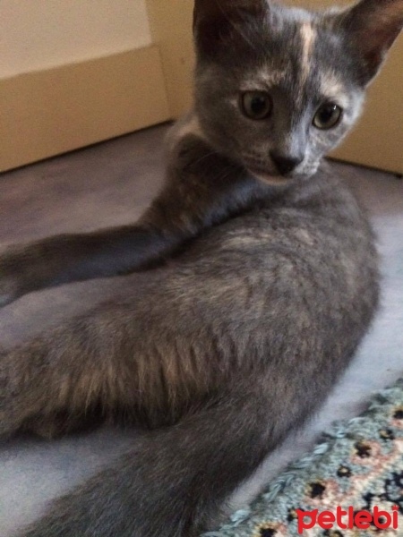 Tekir Kedi, Kedi  ponçik fotoğrafı