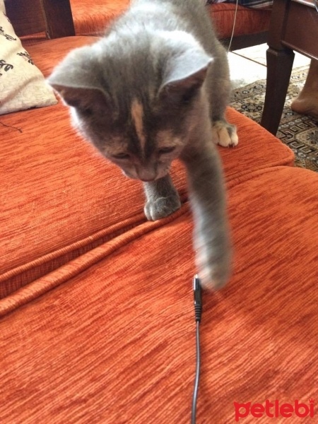 Tekir Kedi, Kedi  ponçik fotoğrafı
