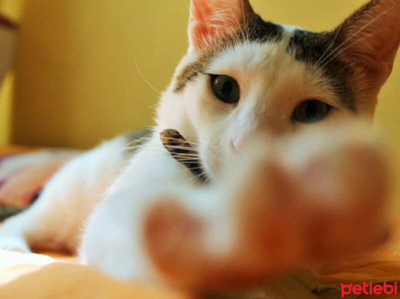 Tekir Kedi, Kedi  Güçlü fotoğrafı