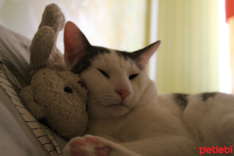 Tekir Kedi, Kedi  Güçlü fotoğrafı