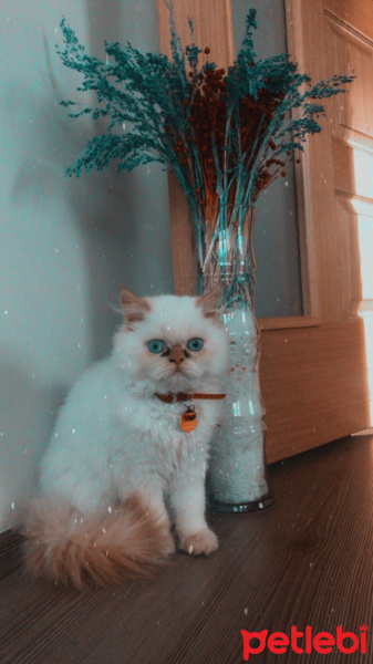 İran Kedisi (Persian), Kedi  Mai Mia fotoğrafı