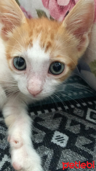 Sarman, Kedi  Güneş fotoğrafı