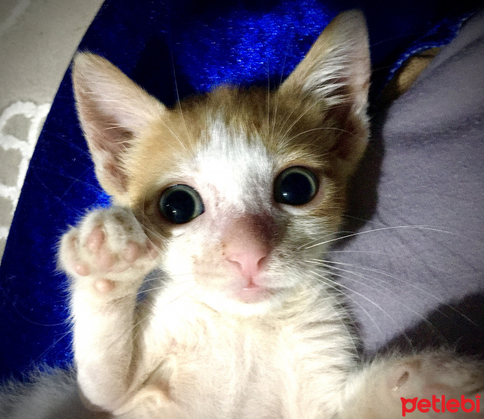 Sarman, Kedi  Güneş fotoğrafı