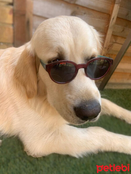 Golden Retriever, Köpek  Pati fotoğrafı