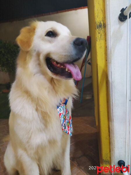 Golden Retriever, Köpek  Pati fotoğrafı