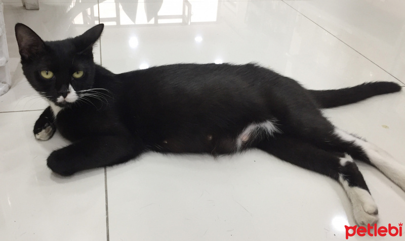 Tuxedo (Smokin) Kedi, Kedi  Hamile kedimiz PATİ yuva arıyor fotoğrafı
