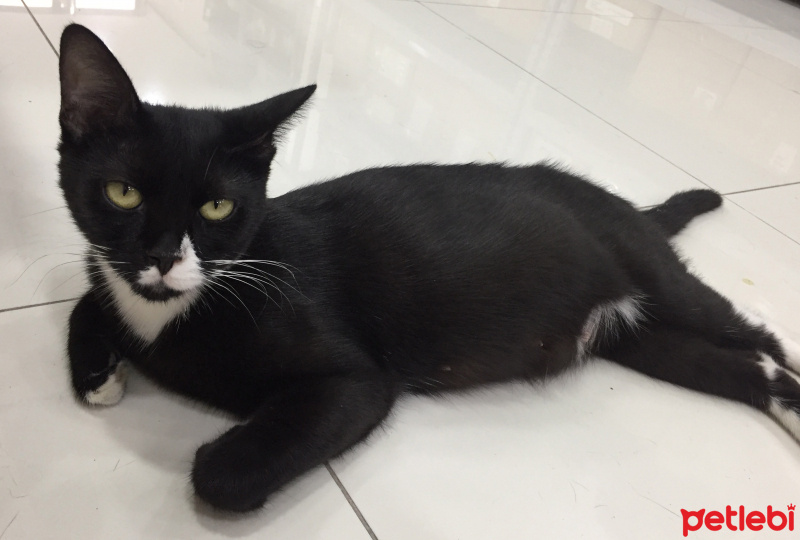 Tuxedo (Smokin) Kedi, Kedi  Hamile kedimiz PATİ yuva arıyor fotoğrafı