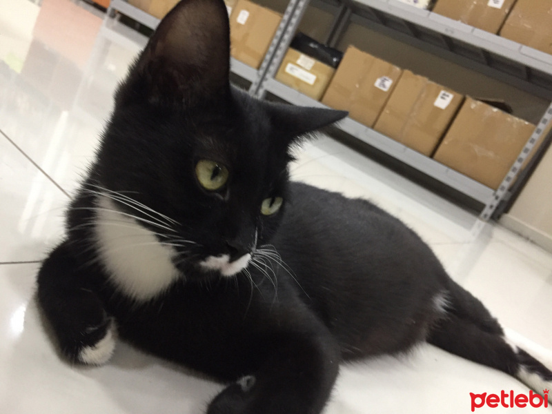 Tuxedo (Smokin) Kedi, Kedi  Hamile kedimiz PATİ yuva arıyor fotoğrafı
