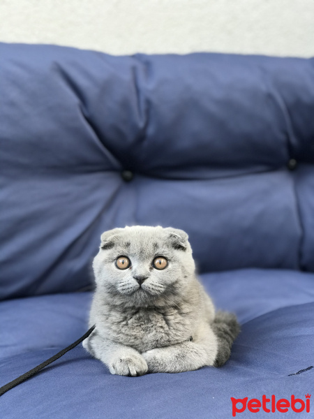 Scottish Fold, Kedi  Mia fotoğrafı