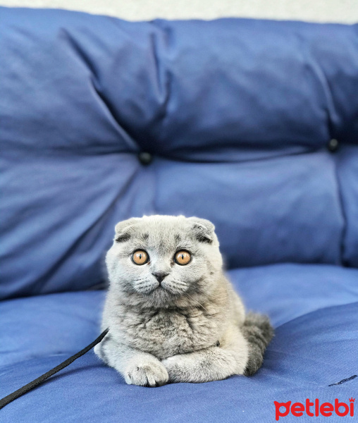 Scottish Fold, Kedi  Mia fotoğrafı