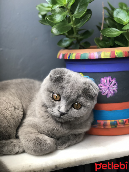 Scottish Fold, Kedi  Mia fotoğrafı