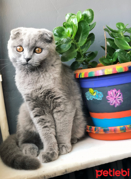 Scottish Fold, Kedi  Mia fotoğrafı