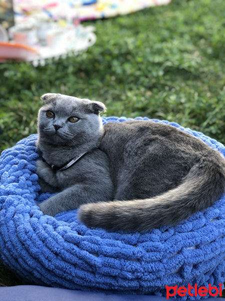 Scottish Fold, Kedi  Mia fotoğrafı