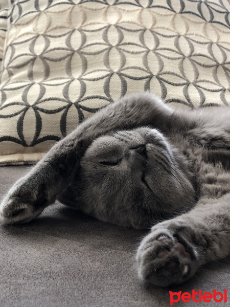 Scottish Fold, Kedi  Mia fotoğrafı