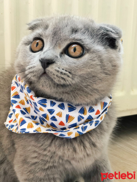 Scottish Fold, Kedi  Mia fotoğrafı