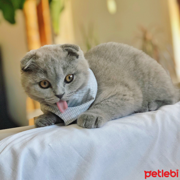 Scottish Fold, Kedi  Mia fotoğrafı