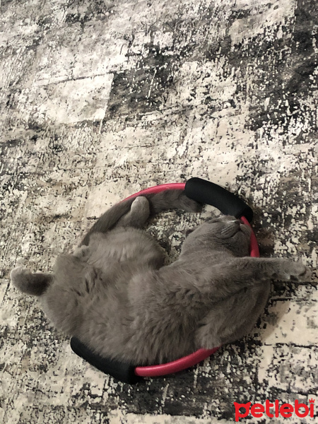 Scottish Fold, Kedi  Mia fotoğrafı