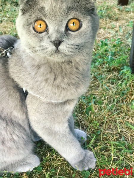 Scottish Fold, Kedi  Mia fotoğrafı