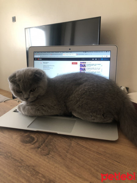 Scottish Fold, Kedi  Mia fotoğrafı