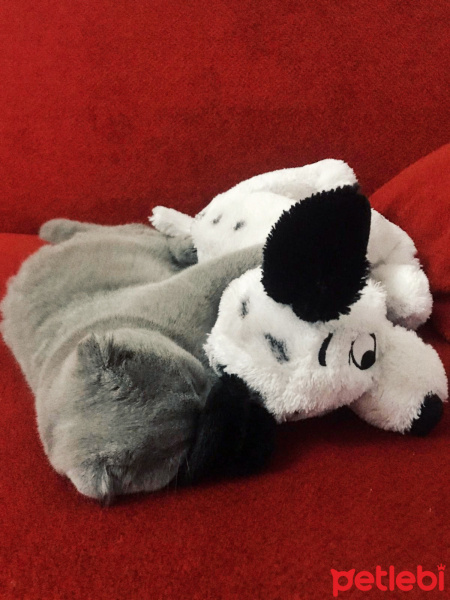 Scottish Fold, Kedi  Mia fotoğrafı