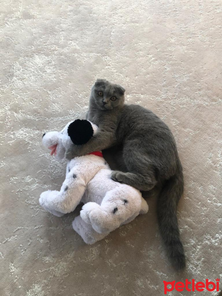 Scottish Fold, Kedi  Mia fotoğrafı
