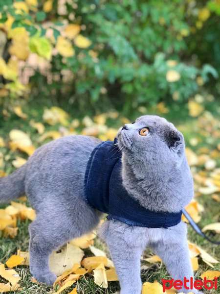 Scottish Fold, Kedi  Mia fotoğrafı