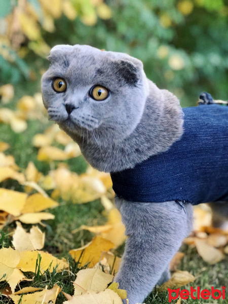 Scottish Fold, Kedi  Mia fotoğrafı
