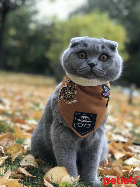 Scottish Fold, Kedi  Mia fotoğrafı