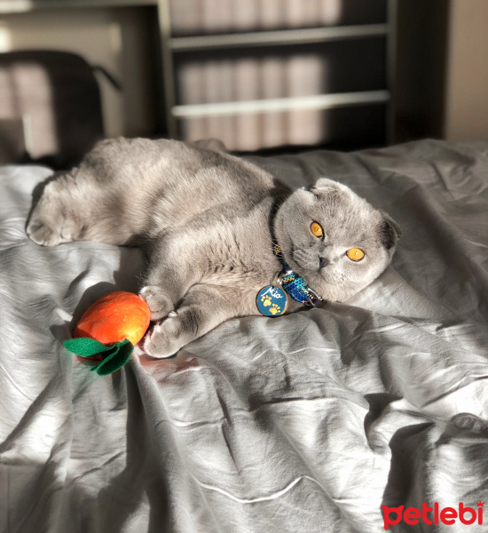 Scottish Fold, Kedi  Mia fotoğrafı