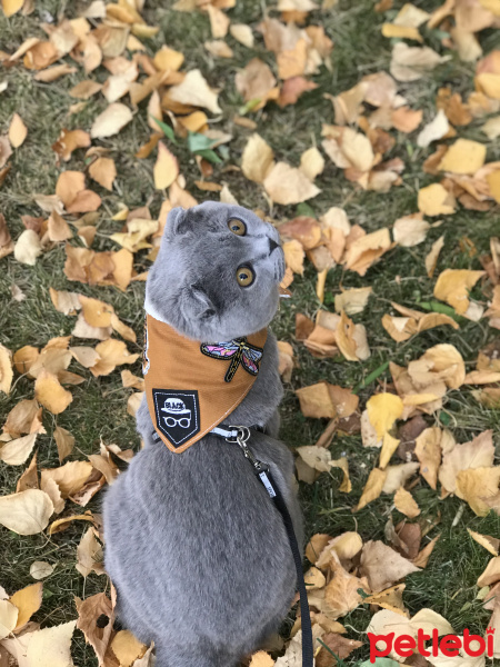 Scottish Fold, Kedi  Mia fotoğrafı