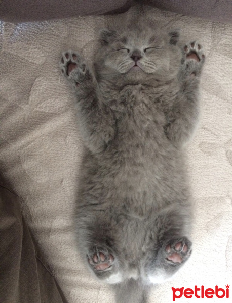 Scottish Fold, Kedi  Mia fotoğrafı