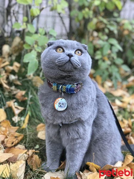 Scottish Fold, Kedi  Mia fotoğrafı