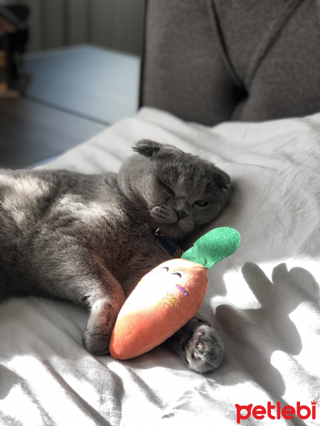 Scottish Fold, Kedi  Mia fotoğrafı