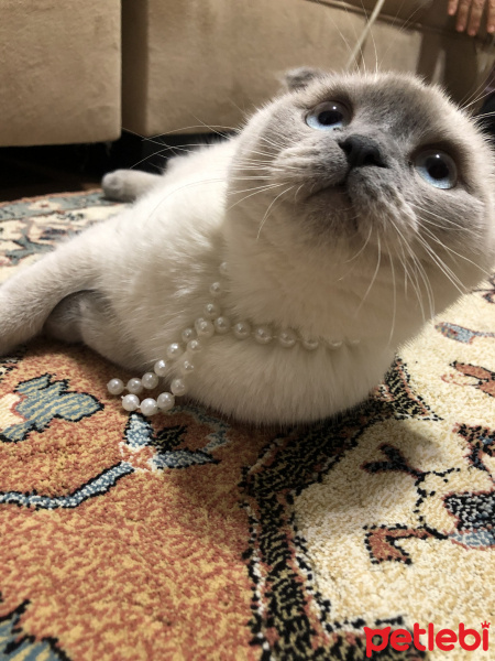 Scottish Fold, Kedi  Mia fotoğrafı