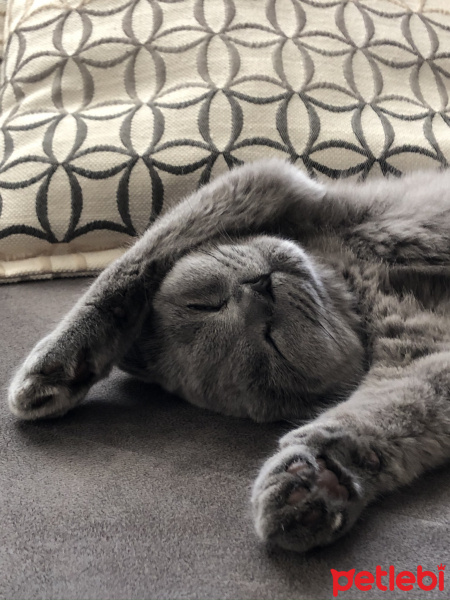 Scottish Fold, Kedi  Mia fotoğrafı