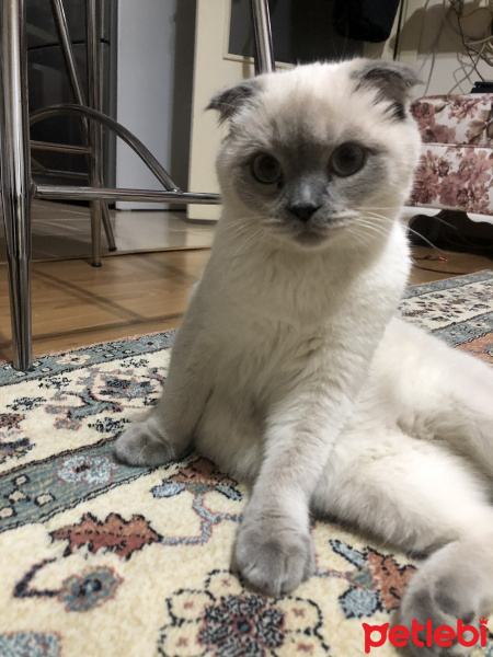 Scottish Fold, Kedi  Mia fotoğrafı