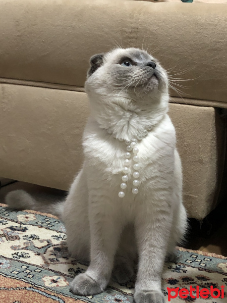 Scottish Fold, Kedi  Mia fotoğrafı