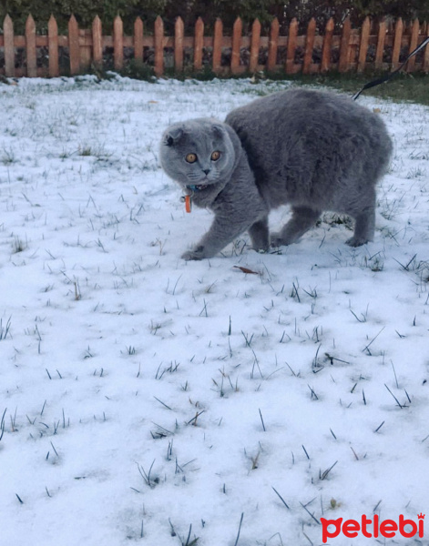 Scottish Fold, Kedi  Mia fotoğrafı