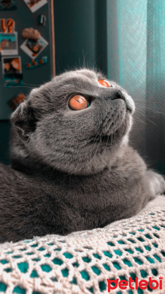 Scottish Fold, Kedi  Mia fotoğrafı