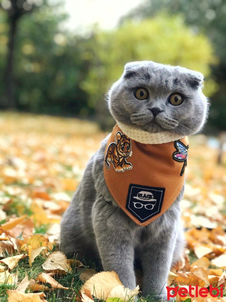 Scottish Fold, Kedi  Mia fotoğrafı