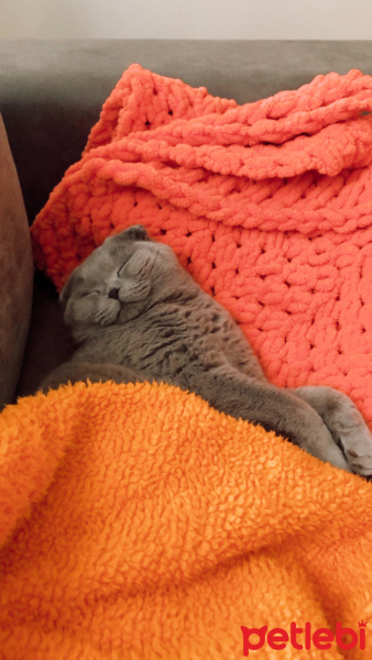 Scottish Fold, Kedi  Mia fotoğrafı
