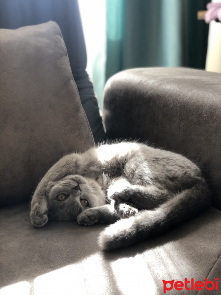 Scottish Fold, Kedi  Mia fotoğrafı