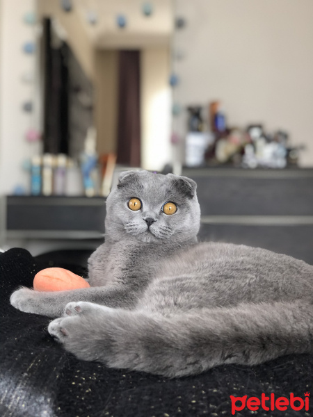 Scottish Fold, Kedi  Mia fotoğrafı