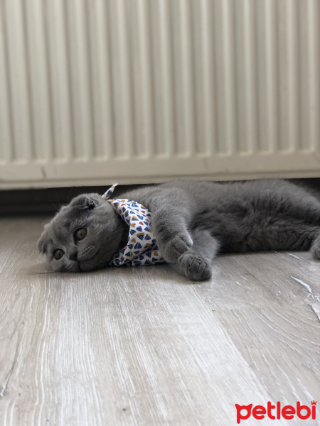Scottish Fold, Kedi  Mia fotoğrafı