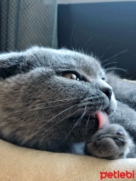 Scottish Fold, Kedi  Mia fotoğrafı