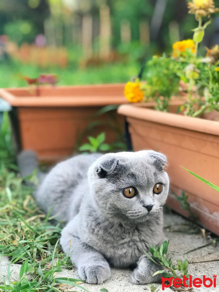 Scottish Fold, Kedi  Mia fotoğrafı