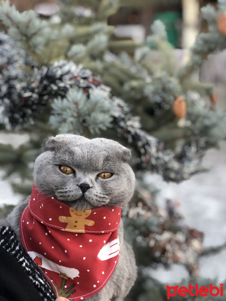Scottish Fold, Kedi  Mia fotoğrafı
