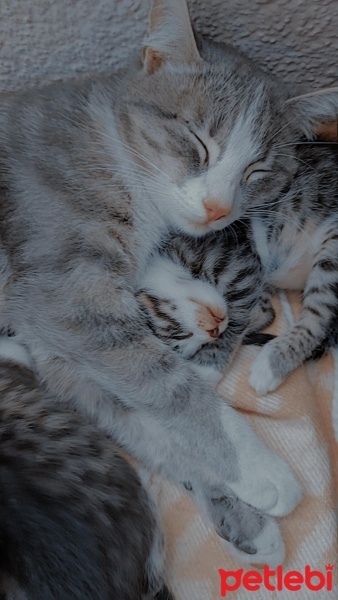 Tekir Kedi, Kedi  Çakıl fotoğrafı
