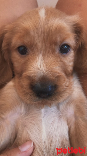 Amerikan Cocker Spaniel, Köpek  Tarçın fotoğrafı